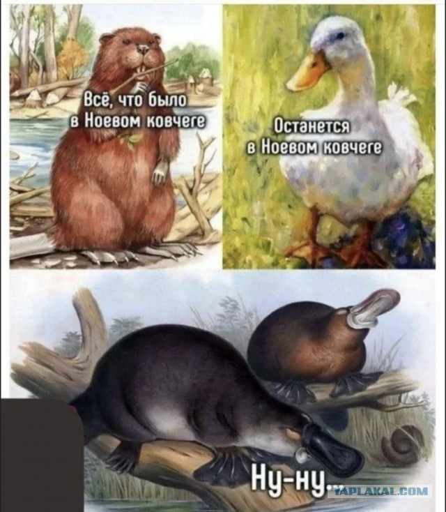 Утконос - Яйцекладущее млекопитающее