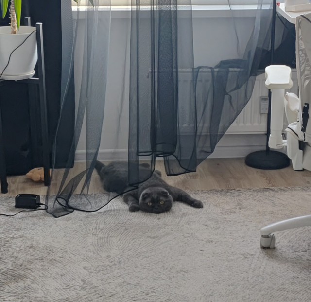 С котовторником))