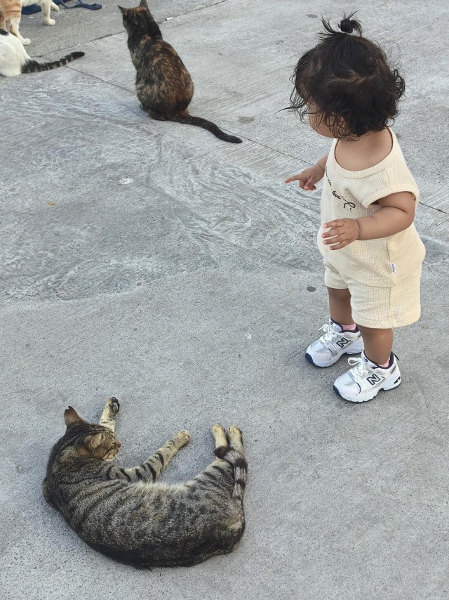 Уличные кошки Стамбула — 2