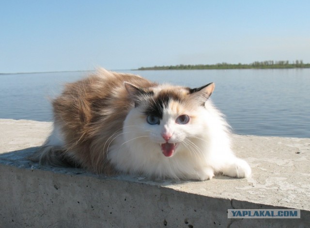 Котовторник  30.07.2013