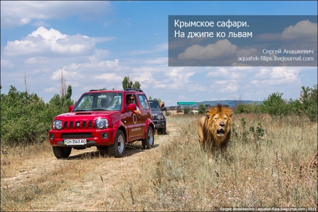 Погладить льва