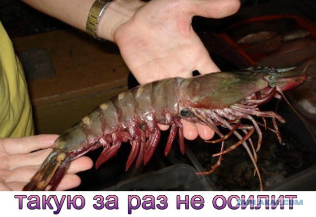 Моё котэ жрёт креветку
