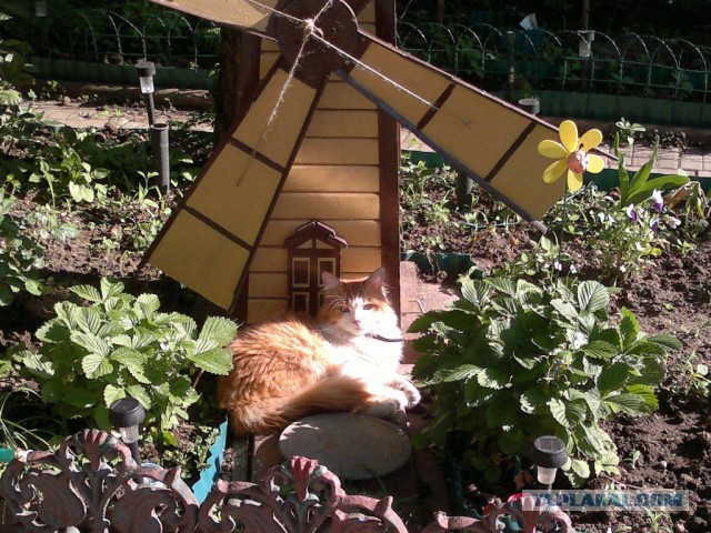 Котовторник 25.02.2014