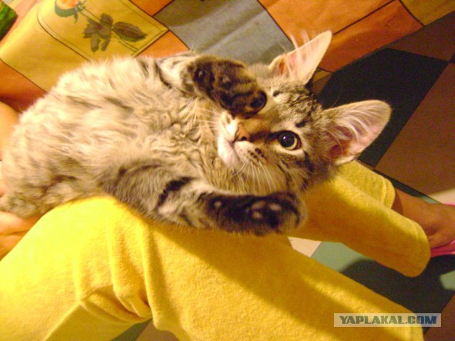 Котовторник  25.03.2014