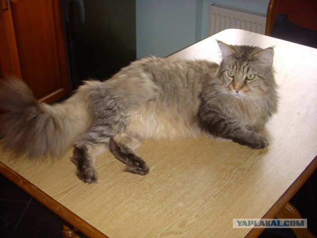 Котовторник 01.04.2014