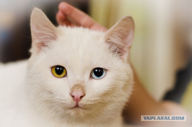 Котовторник 01.04.2014