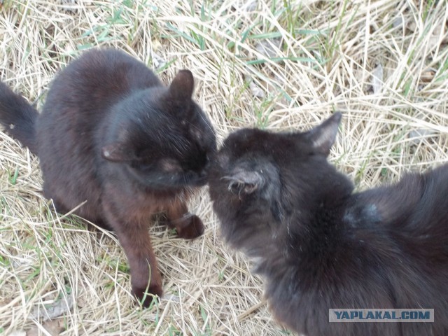 Жизнь домашнего приюта для котеек 4