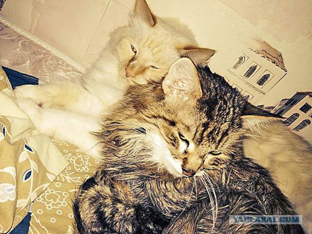 Котовторник 27.5.2014
