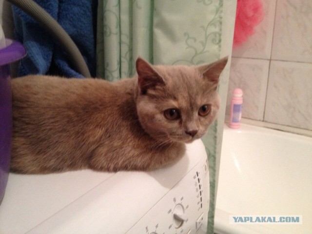 Котовторник 10.06.2014