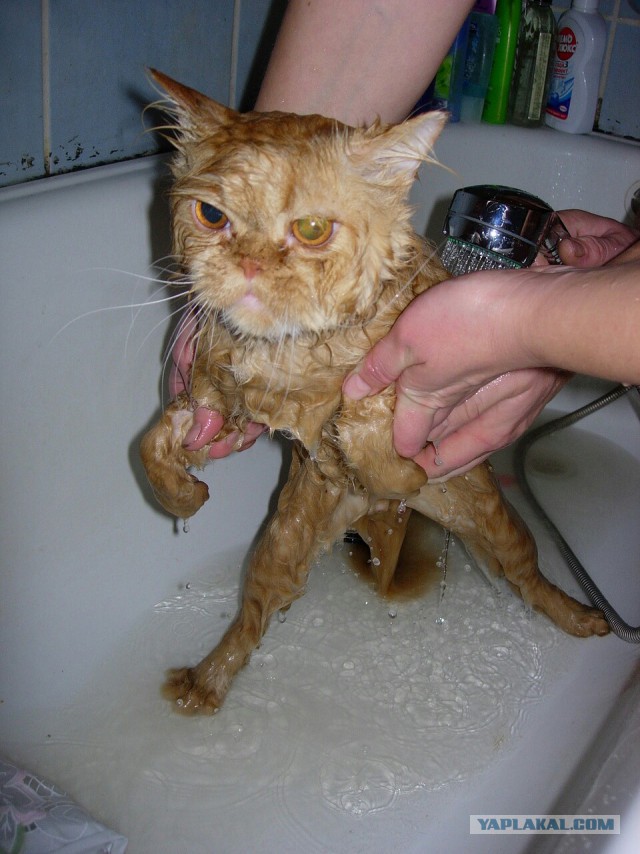 Котовторник 01.07.2014