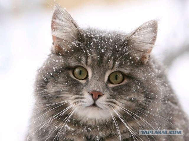 Котовторник 22.07.14