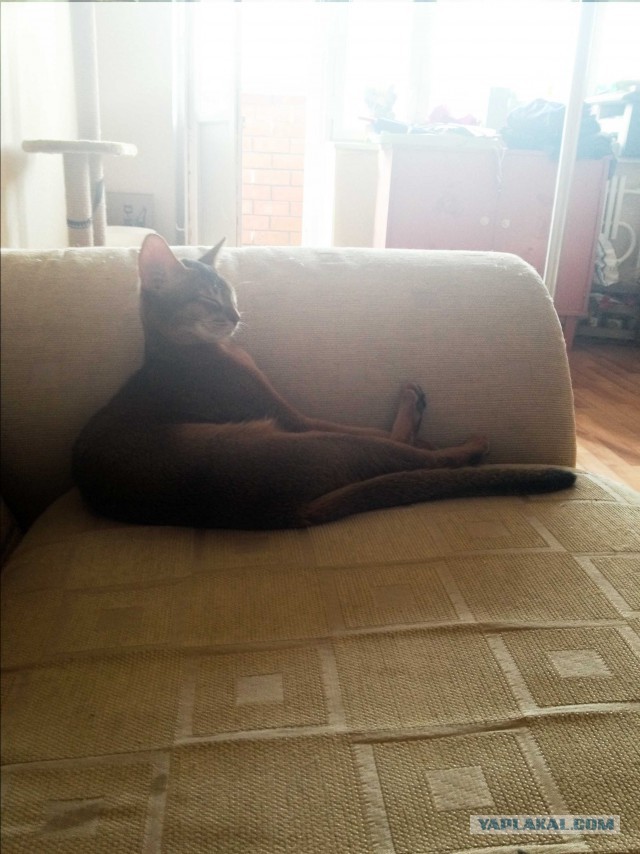 Котовторник 12.08.2014