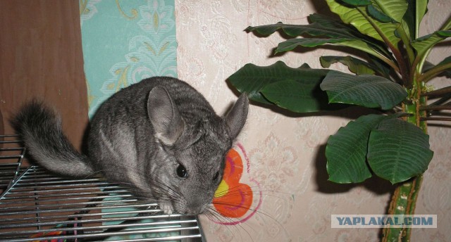 Вот же пичаль-беда... и как теперь быть-то?