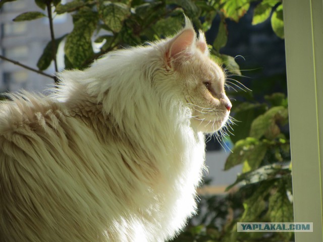 Котовторник 7.10.2014