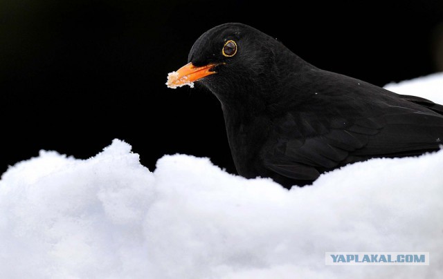 27 фотографий