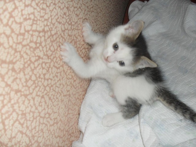 Котовторник 12.03.13