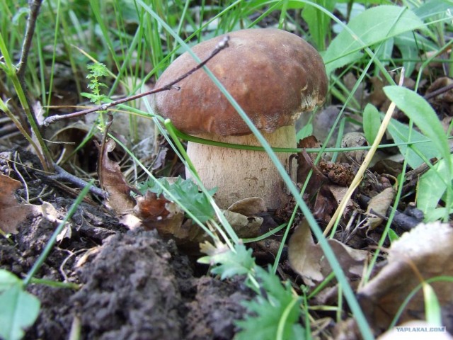 Золотая осень