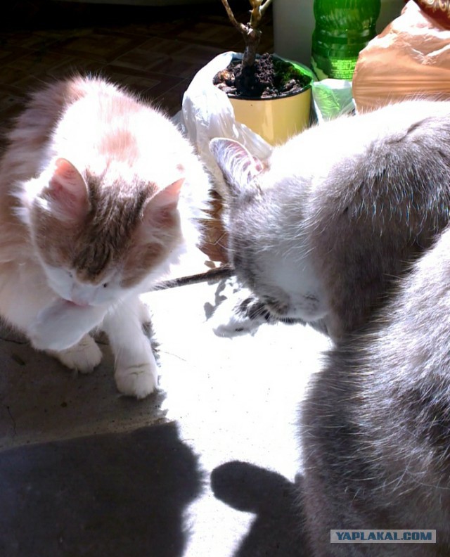 Котовторник 11.08.2015