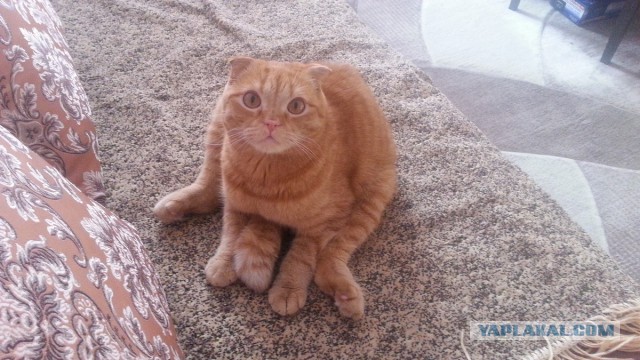 Котовторник наступил!:)