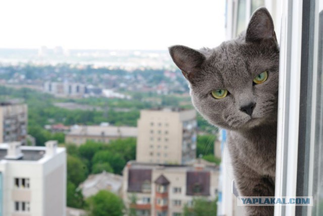 Ку-ку, ёпта!