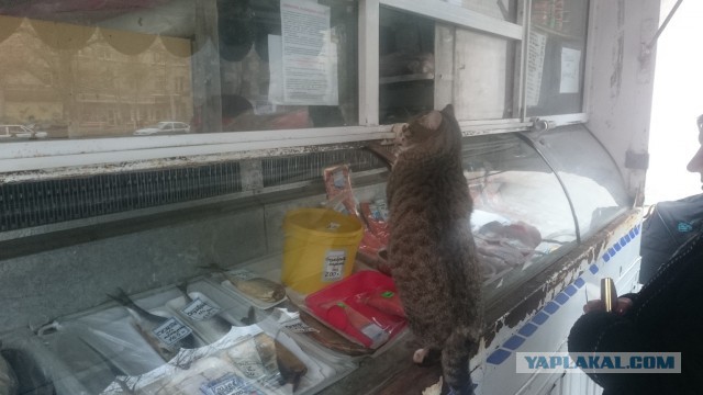 Котовторник 17.11.2015