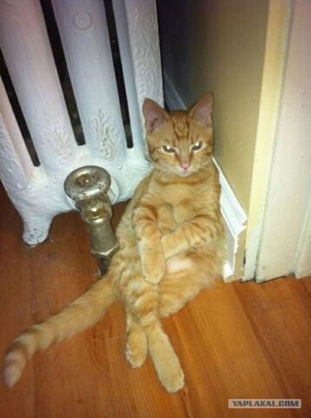 Котовторник