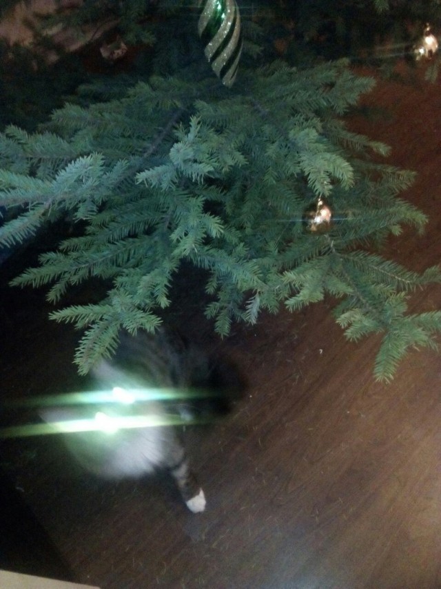 Котовторник