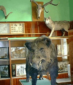 ХРЮШКИ. Уголок Пятачка, кабаны, свиньи
