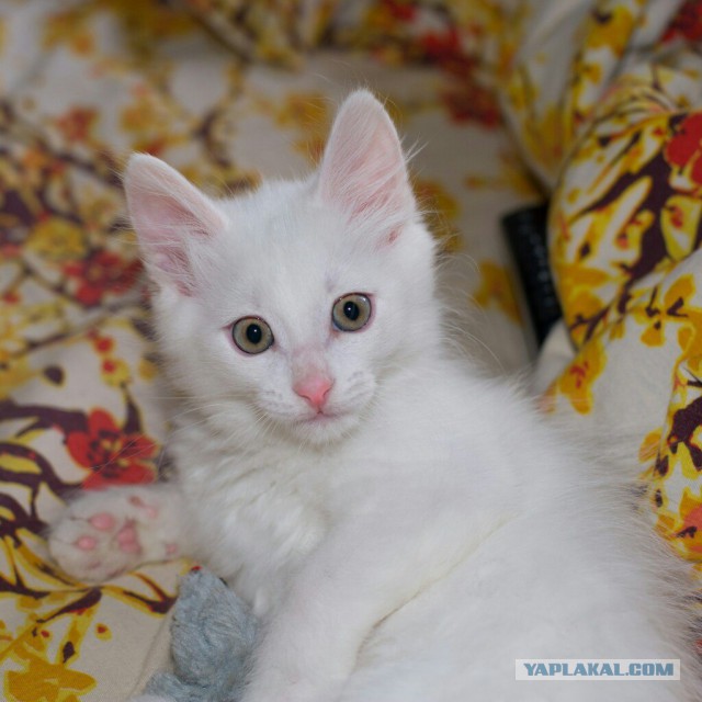 Котовторник 26.01.2016