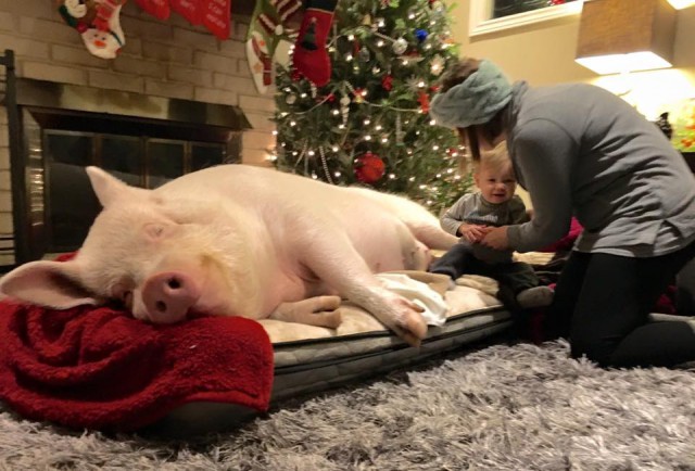 Мимимишности пост