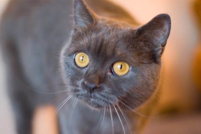 Коты, кошки, котята