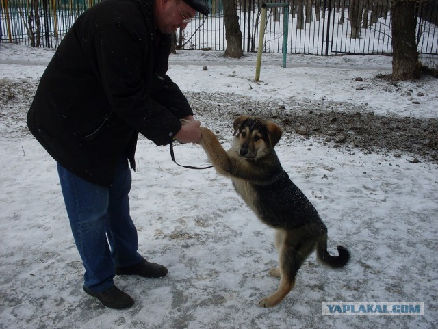 Посоны, я завёл себе друга