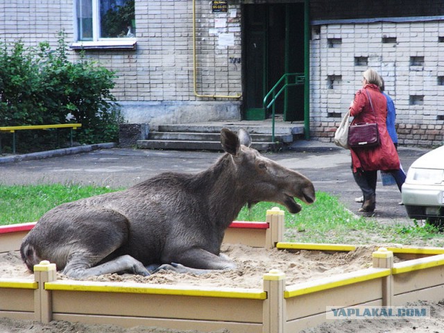 Только в России.