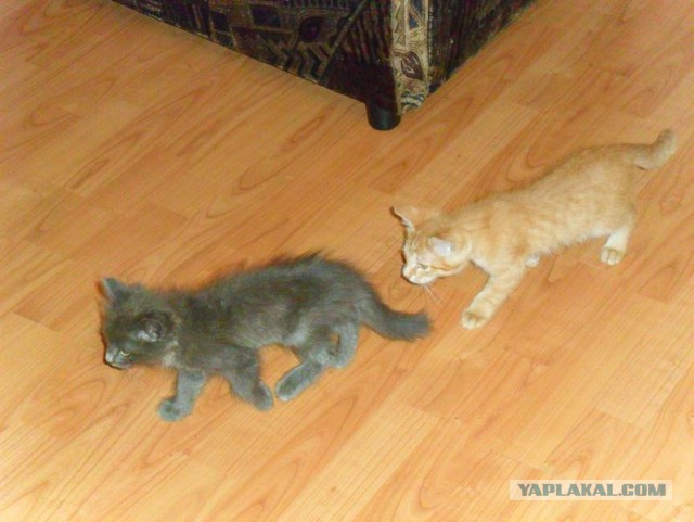 Котовторник 03.05.2016