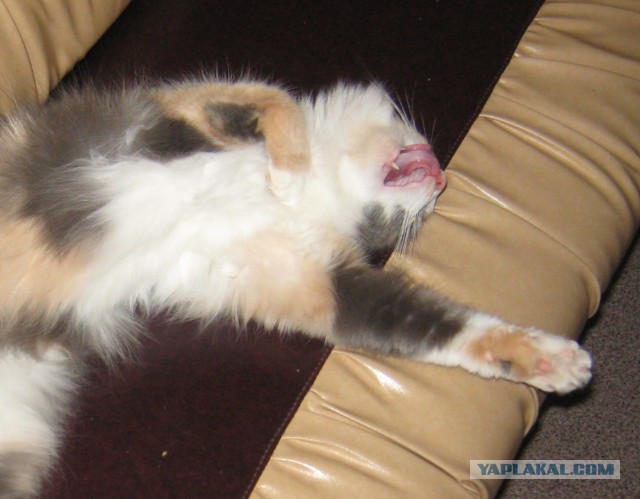 Когда котик зевнул не вовремя...