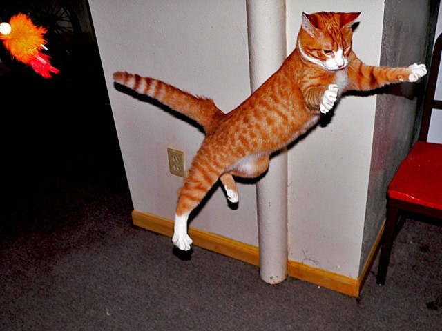 Летающий котовторник на ЯПлакалъ! (38 котов)
