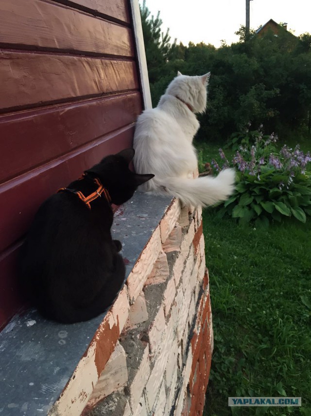 Котовторник 09.08.2016