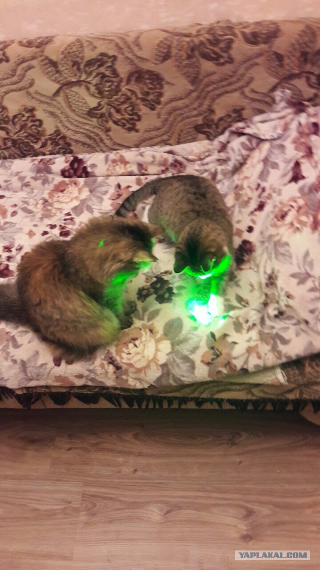 Котовтоник 29.11.2016.