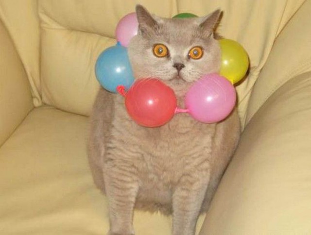 Коты из сети