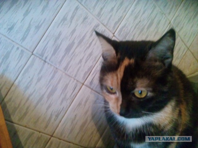 Котовторник 10.01.2017