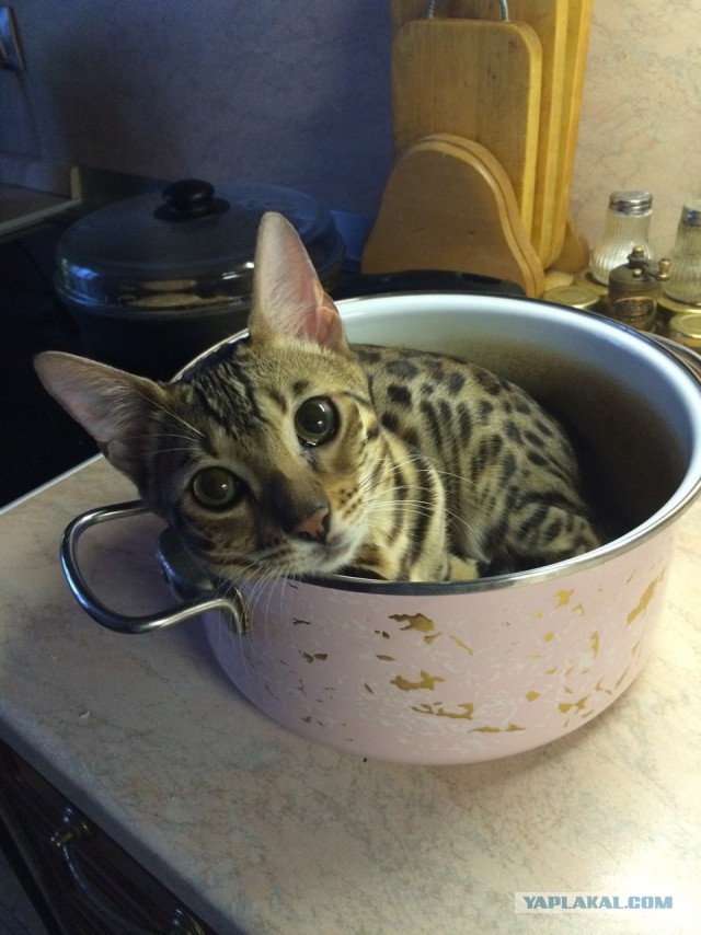 Покажи свою киску?