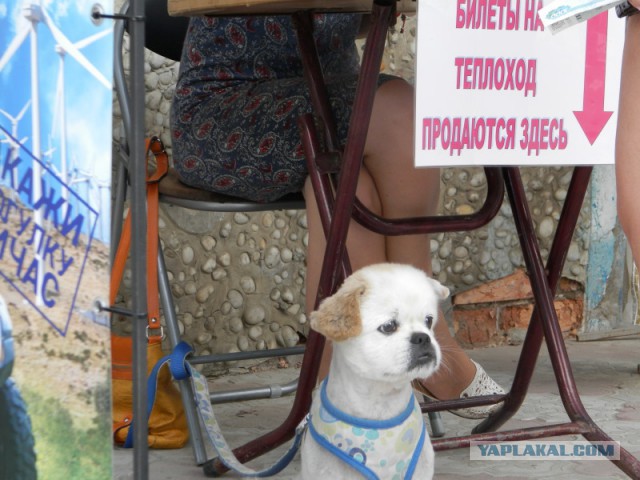 Тургенев! А у Герасима всё не так плохо