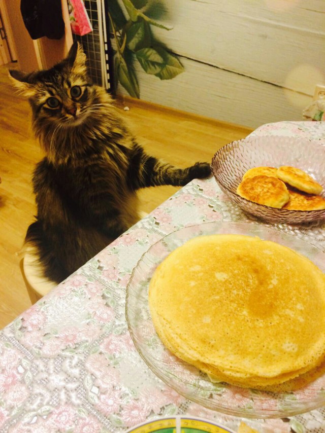 Коты и Кошки