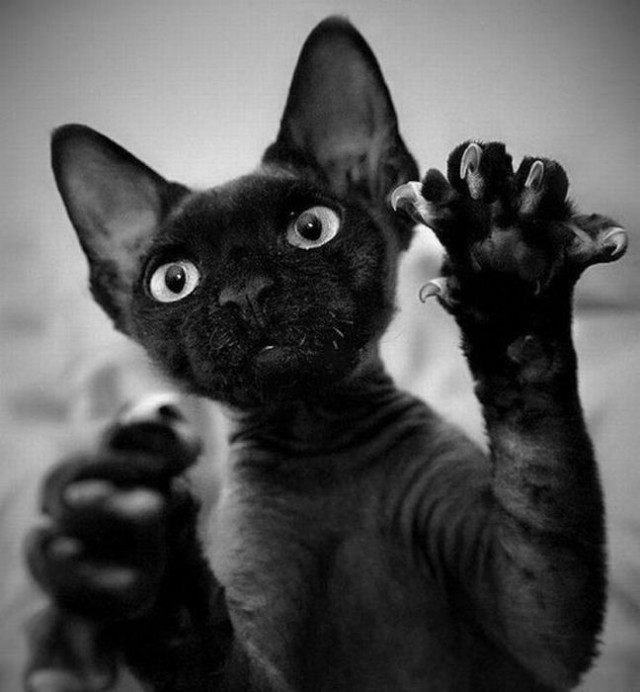 Коты и Кошки