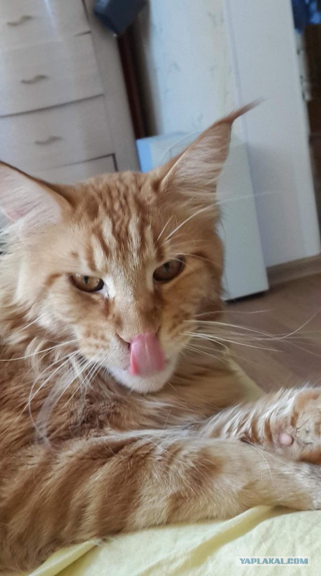 Котовторник 23/05/2017