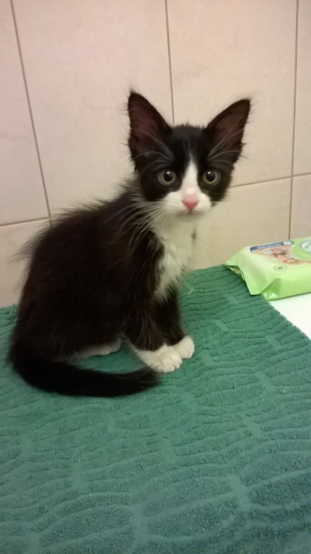 Коты и Кошки