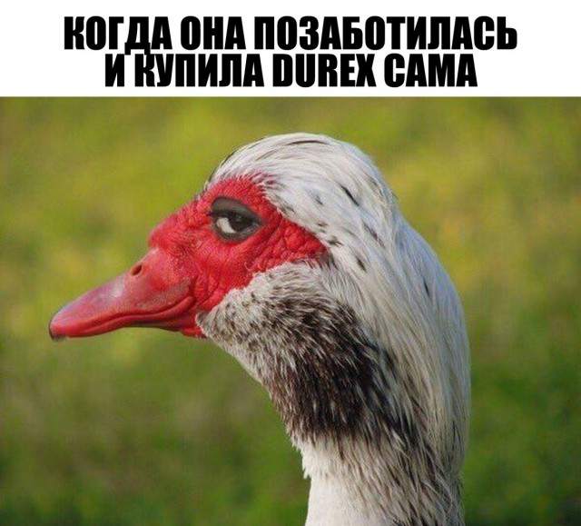Прикольные картинки 19.06.2017.