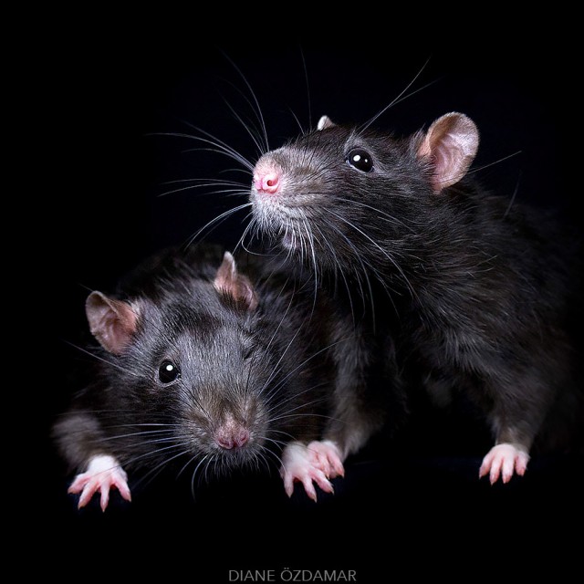Такие милые крысиные мордахи, ломающие стереотипы об этих животных