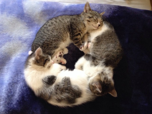 Коты и Кошки