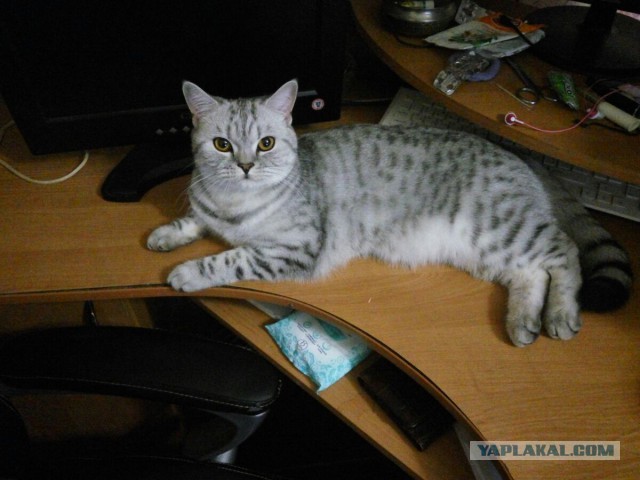 Кошка срет как лошадь...